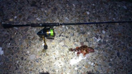 メバリングとチニング･･･？