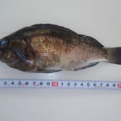 プラッキングで初ゲット