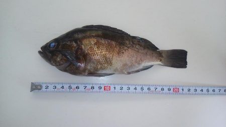 プラッキングで初ゲット