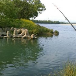 長良川のキレイな真鯉