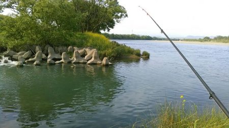 長良川のキレイな真鯉