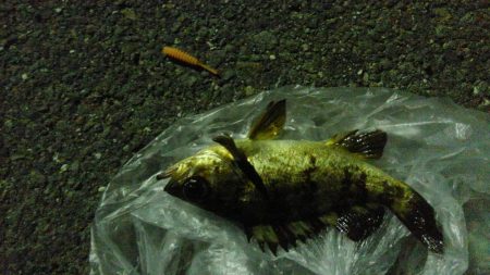 ジェイソン小田の釣りいここい。(平日ﾒﾊﾞ…