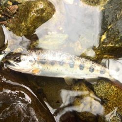 雨降りミノーイング