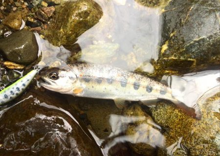 雨降りミノーイング