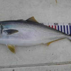 鯛ラバでメジロ