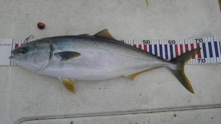 鯛ラバでメジロ