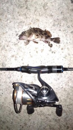 パイセン接待メバリング当日やのに！？