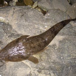 チニングの外道