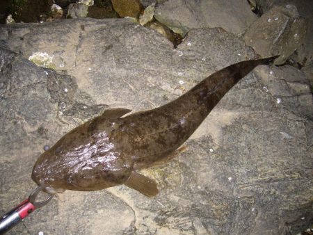 チニングの外道