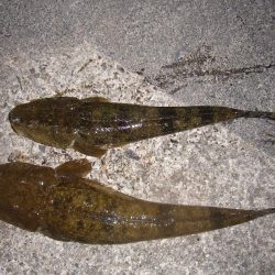 チニングの外道にて