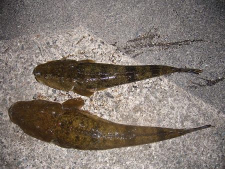 チニングの外道にて