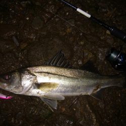 今宵もシーバス調査釣行