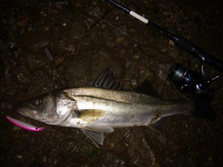 今宵もシーバス調査釣行