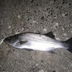 荒れてたので外海シーバス狙いにて