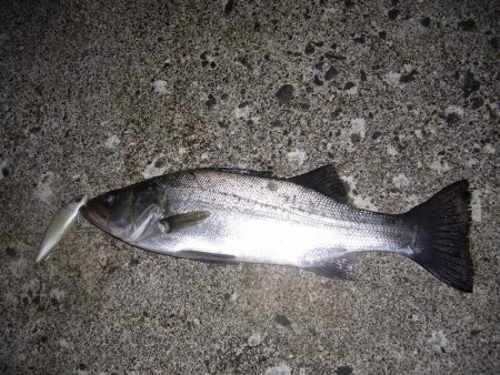 荒れてたので外海シーバス狙いにて