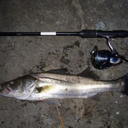 今宵もシーバス調査釣行