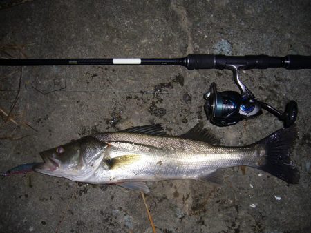 今宵もシーバス調査釣行