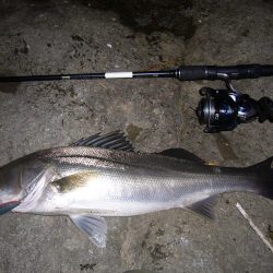 今宵もシーバス調査釣行