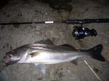 今宵もシーバス調査釣行