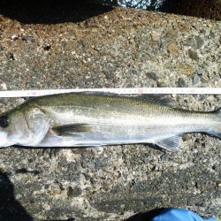 デイ・シーバス