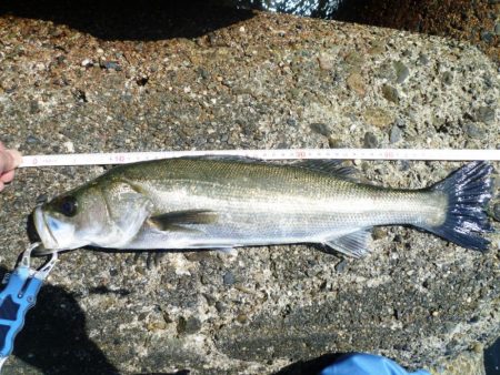 デイ・シーバス