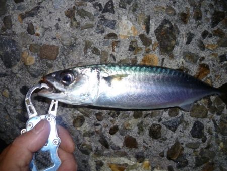 シーバス狙いが・・・