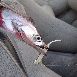 FLAP釣法でメーターちょい超え♪