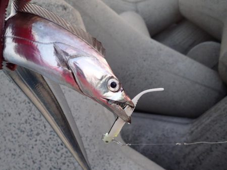 FLAP釣法でメーターちょい超え♪