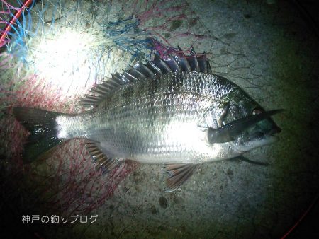 小磯でウキフカセ