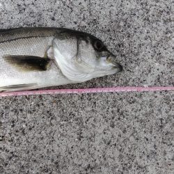 マイクロベイトのシーバス