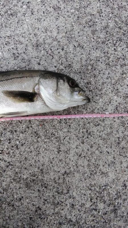 マイクロベイトのシーバス