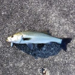 神戸湾シーバス