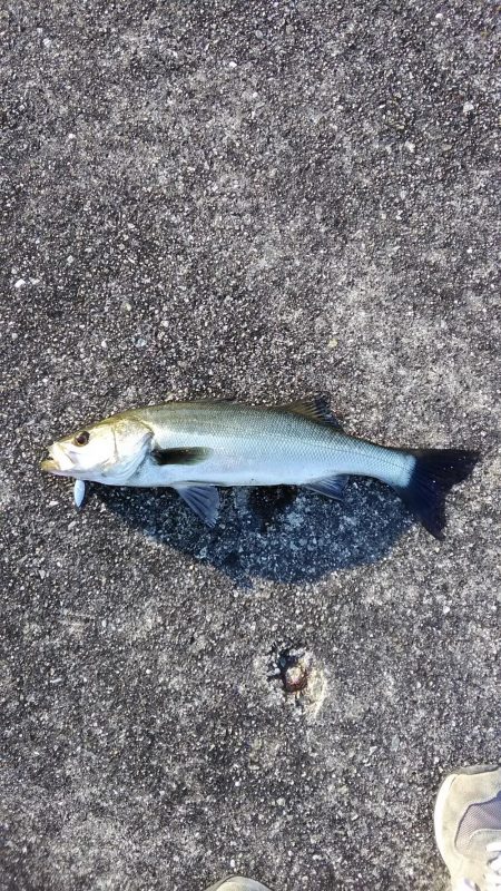 神戸湾シーバス