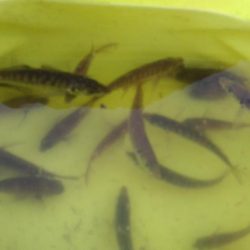 そろそろアオリ