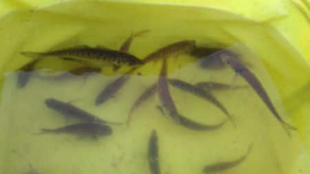 そろそろアオリ