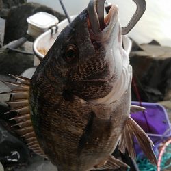 のっこみチヌ調査