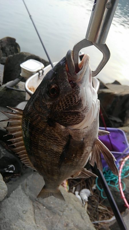 のっこみチヌ調査