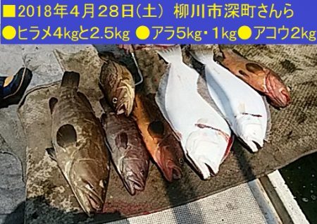 大物釣果速報！●光義丸：平戸市早福港
