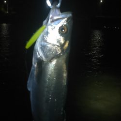 中ノ島シーバス調子いいです！