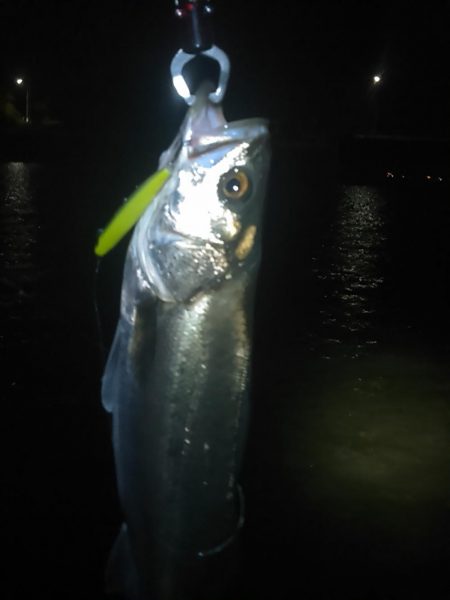 中ノ島シーバス調子いいです！