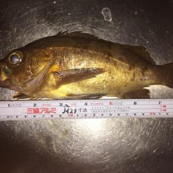 メバル釣り