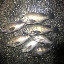 数はボチボチ サイズイマイチ