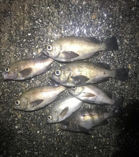 数はボチボチ サイズイマイチ