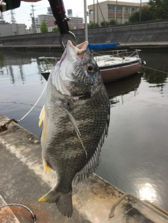 へちさぐり銀治郎入魂