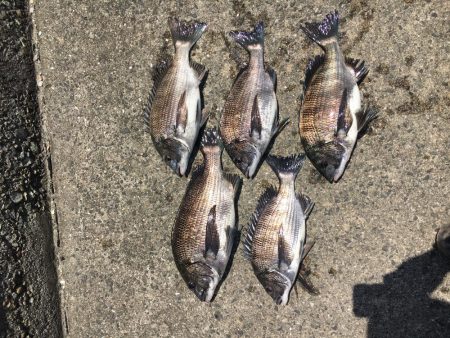 乗っ込みチヌフカセ