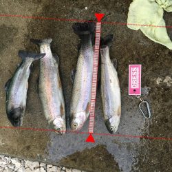 初トラウトフィッシング