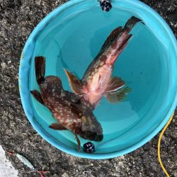 風にも負けず根魚♪