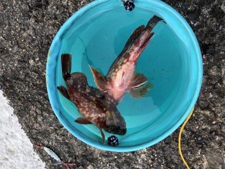 風にも負けず根魚♪