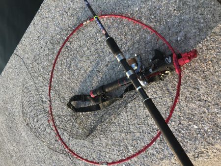 本物には勝てない(T-T)