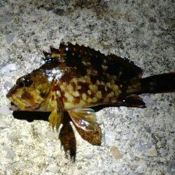 苦手意識克服戦!!